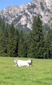 lago di braies 07