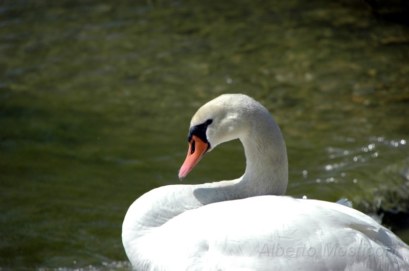 lago di garda - pacengo 03.jpg