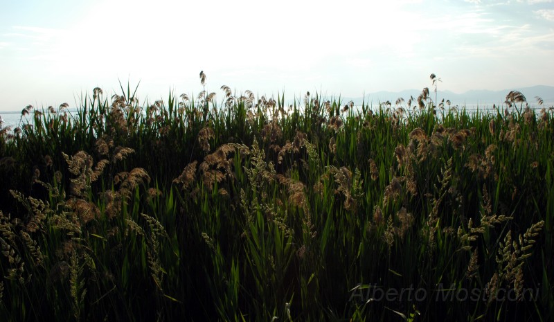 lago di garda - pacengo 15.jpg