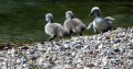 lago di garda - pacengo 05