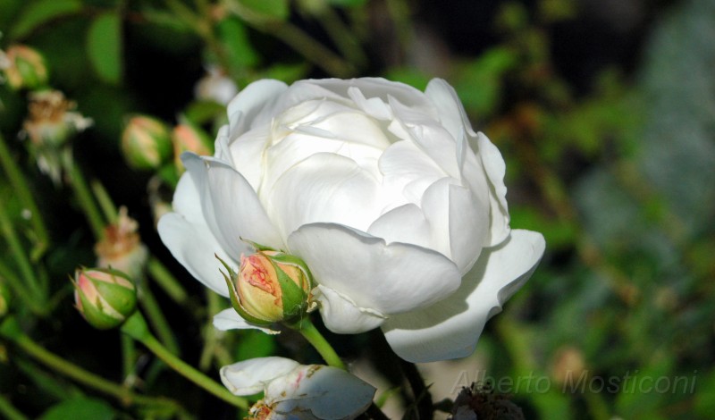 giardini trauttmansdorff merano - 06.jpg