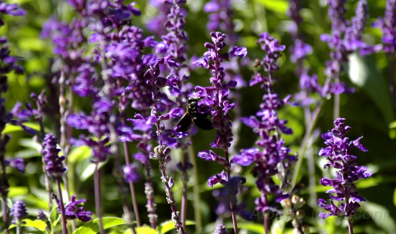 giardini trauttmansdorff merano - 08.jpg