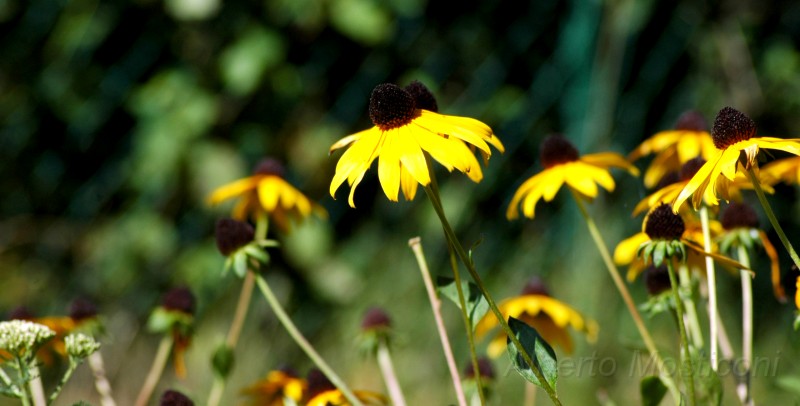 giardini trauttmansdorff merano - 09.jpg