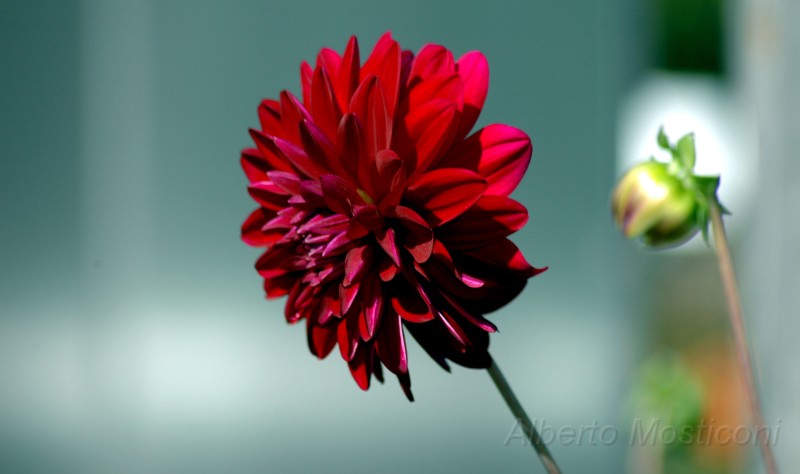 giardini trauttmansdorff merano - 10.jpg