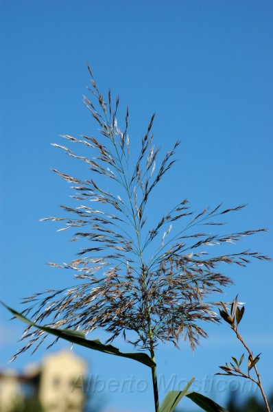giardini trauttmansdorff merano - 11.jpg