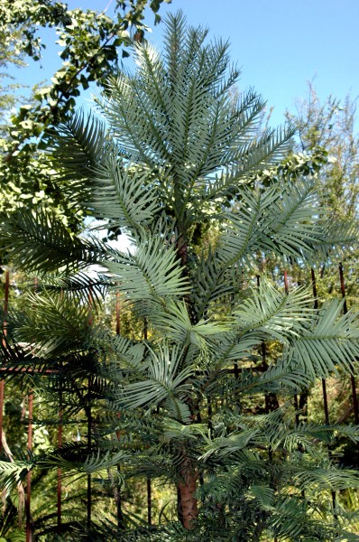 giardini trauttmansdorff merano - 12.jpg