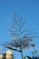 giardini trauttmansdorff merano - 11