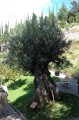 giardini trauttmansdorff merano - 15
