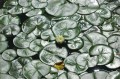 giardini trauttmansdorff merano - 22